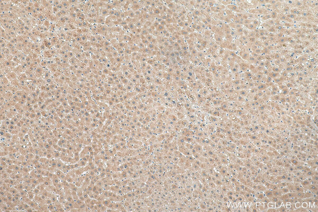 NRBF2 Antibody in Immunohistochemistry (Paraffin) (IHC (P))