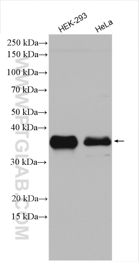 NRBF2 Antibody in Western Blot (WB)