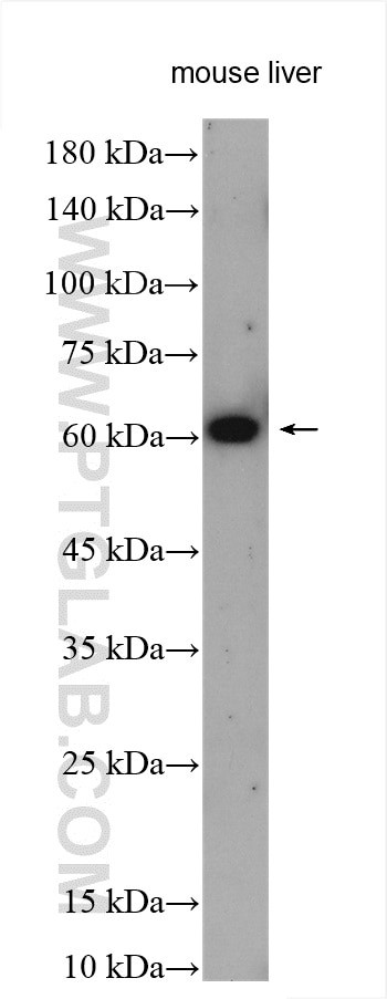 XBP1S Antibody in Western Blot (WB)