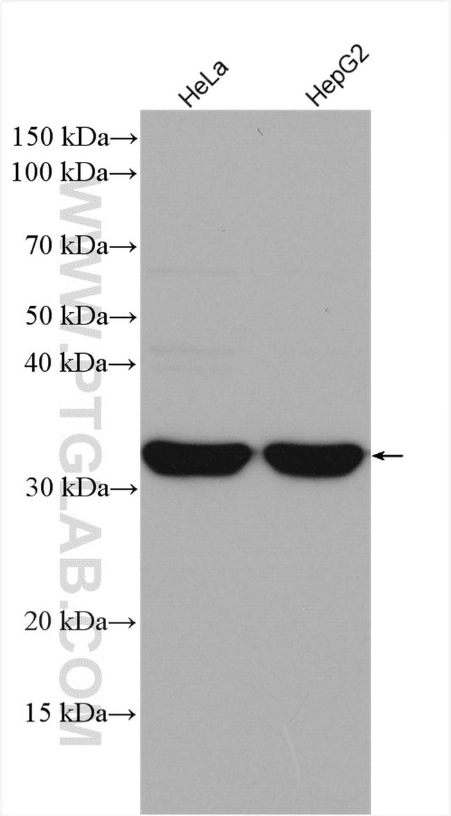 TREX1 Antibody in Western Blot (WB)