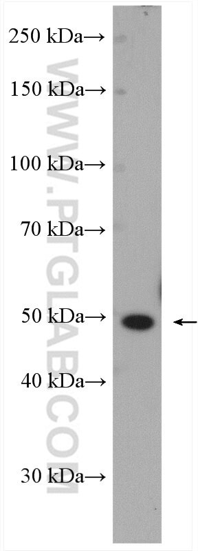 PLEKHO1 Antibody in Western Blot (WB)