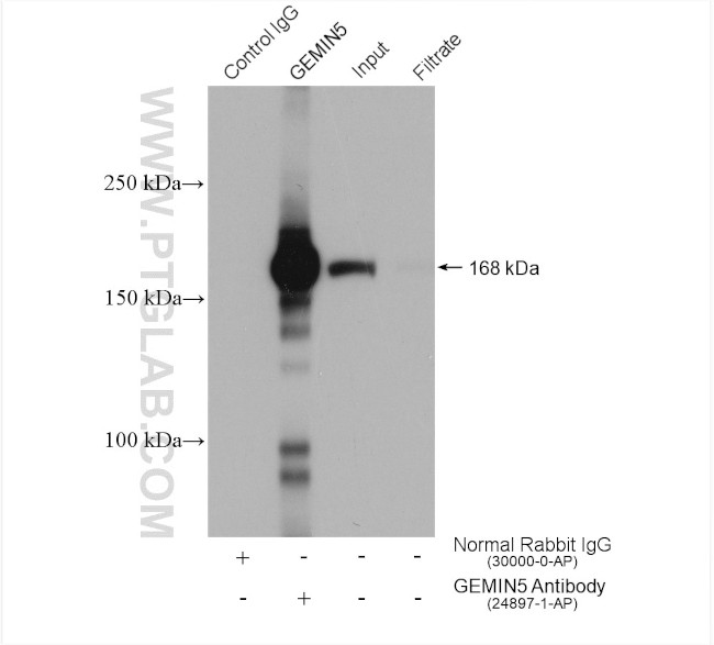 GEMIN5 Antibody in Immunoprecipitation (IP)