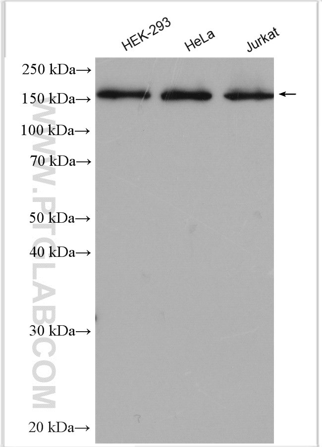 GEMIN5 Antibody in Western Blot (WB)