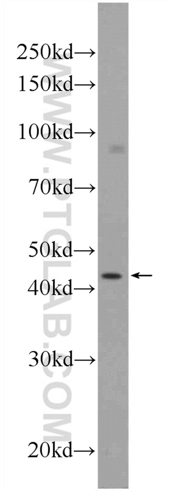 SOX17 Antibody in Western Blot (WB)