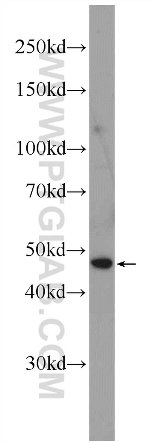 SOX17 Antibody in Western Blot (WB)