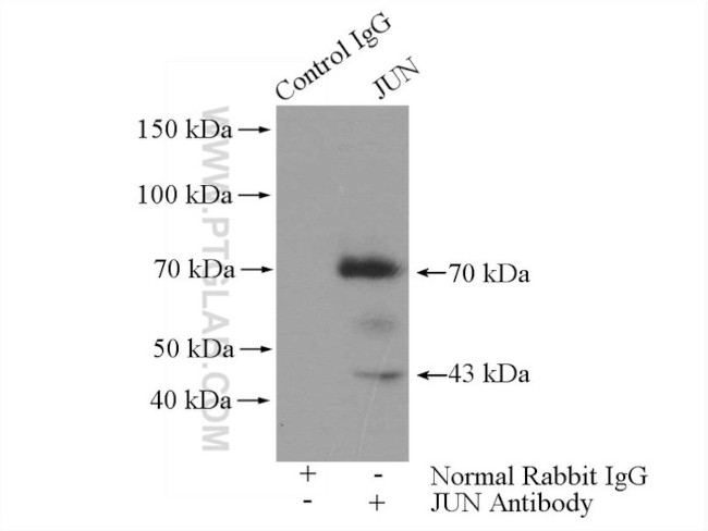 JUN Antibody in Immunoprecipitation (IP)