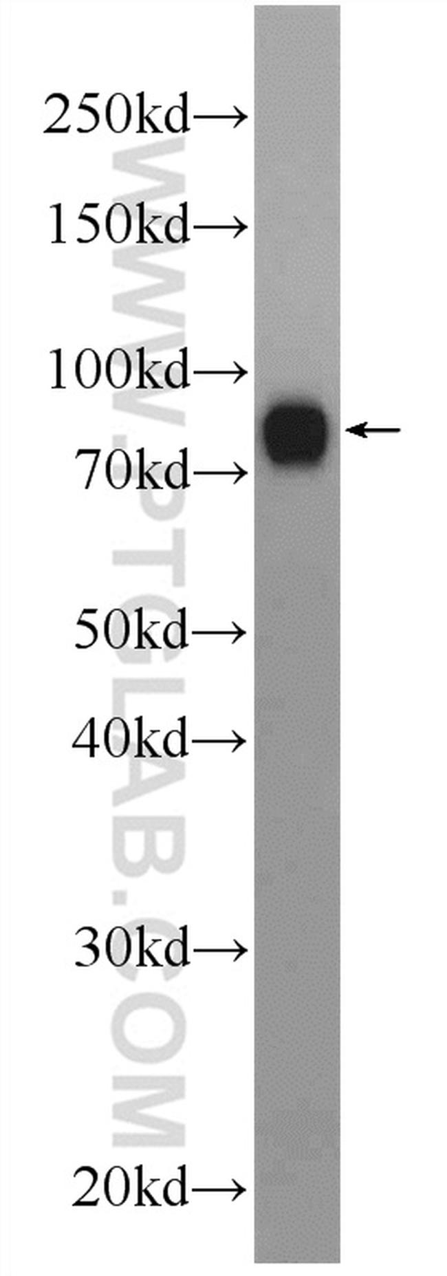 INTU Antibody in Western Blot (WB)