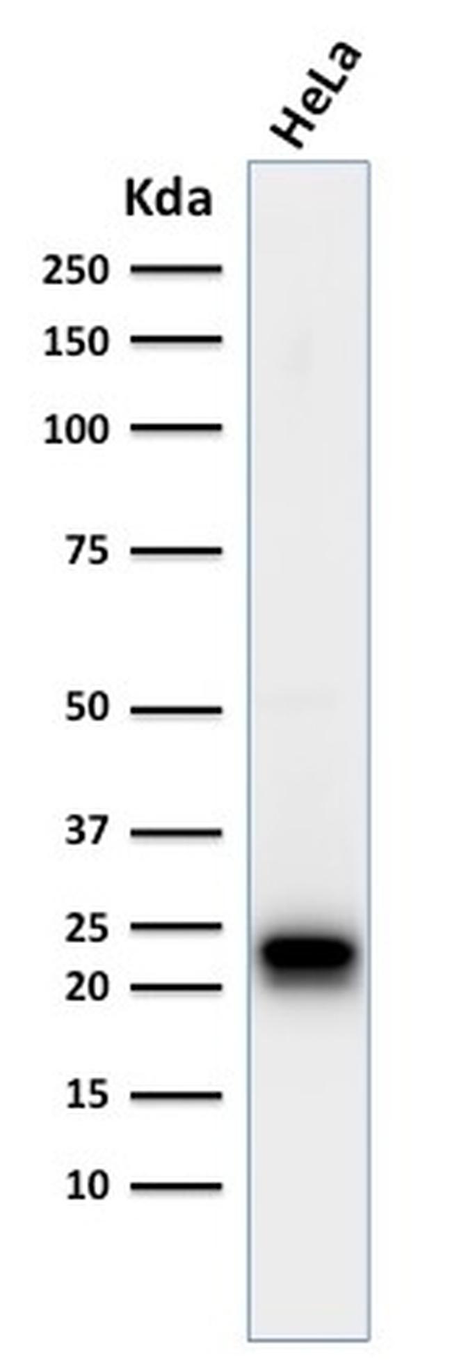 Ferritin, Heavy Chain (FTH) Antibody in Western Blot (WB)