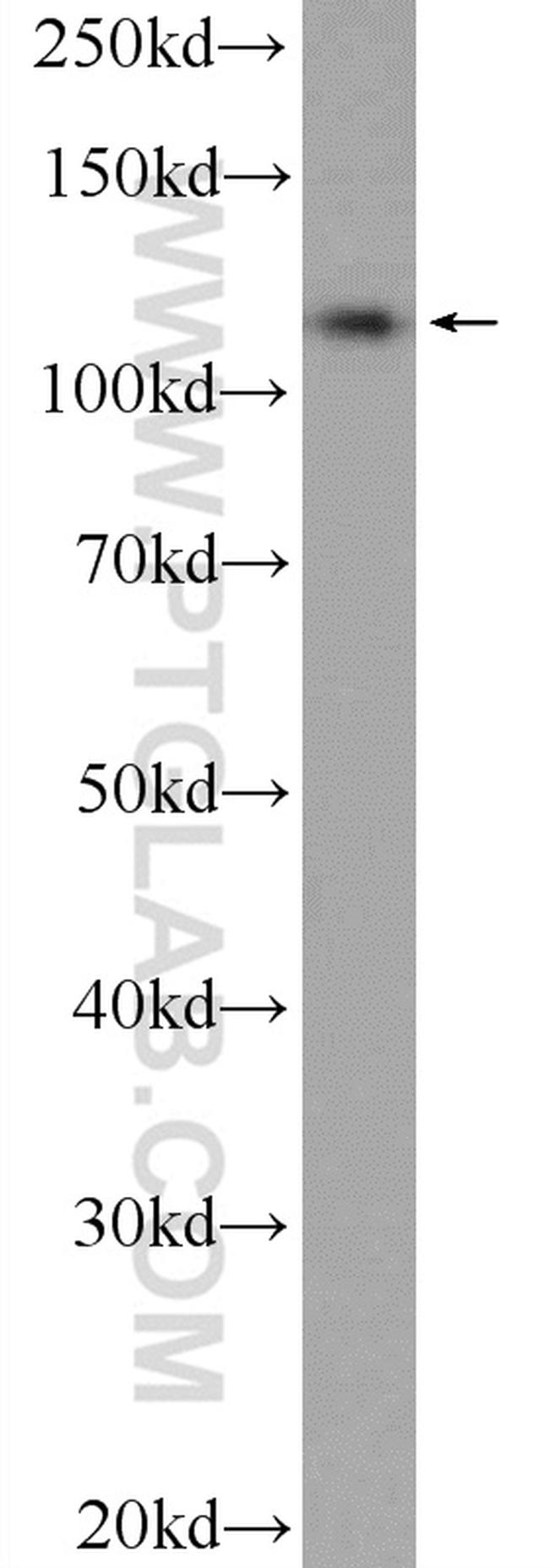 C10orf28 Antibody in Western Blot (WB)