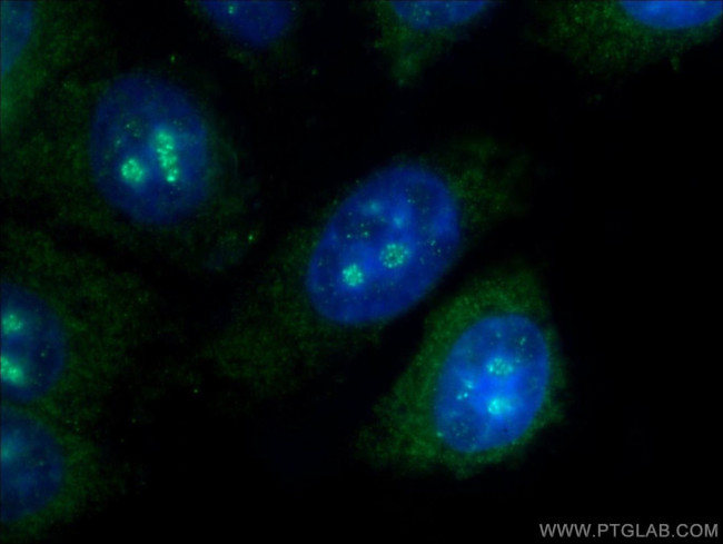 C10orf28 Antibody in Immunocytochemistry (ICC/IF)