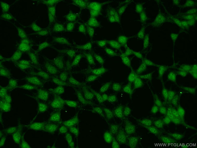 RNF219 Antibody in Immunocytochemistry (ICC/IF)