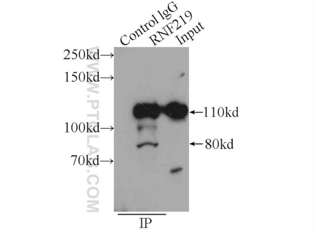 RNF219 Antibody in Immunoprecipitation (IP)