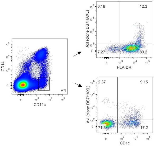 Axl Antibody