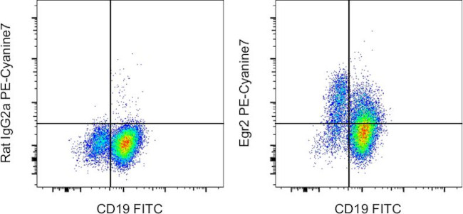 EGR2 Antibody in Flow Cytometry (Flow)