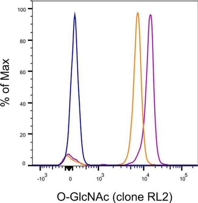 O-GlcNAc Antibody