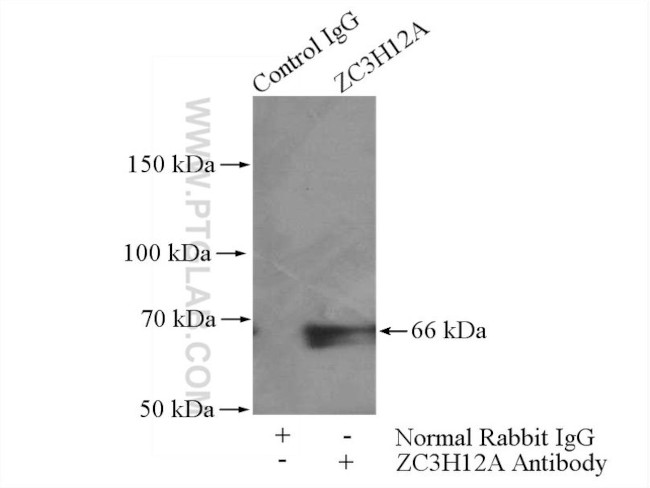 ZC3H12A Antibody in Immunoprecipitation (IP)