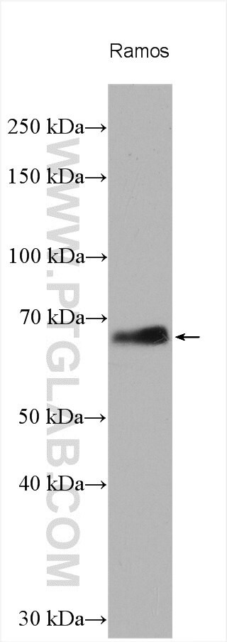 RelB Antibody in Western Blot (WB)