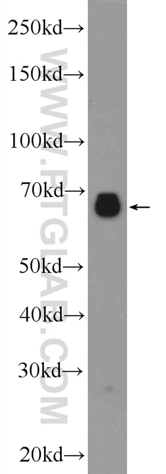 NAS1/SLC13A1 Antibody in Western Blot (WB)