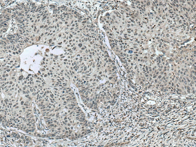 NR1H4 Antibody in Immunohistochemistry (Paraffin) (IHC (P))