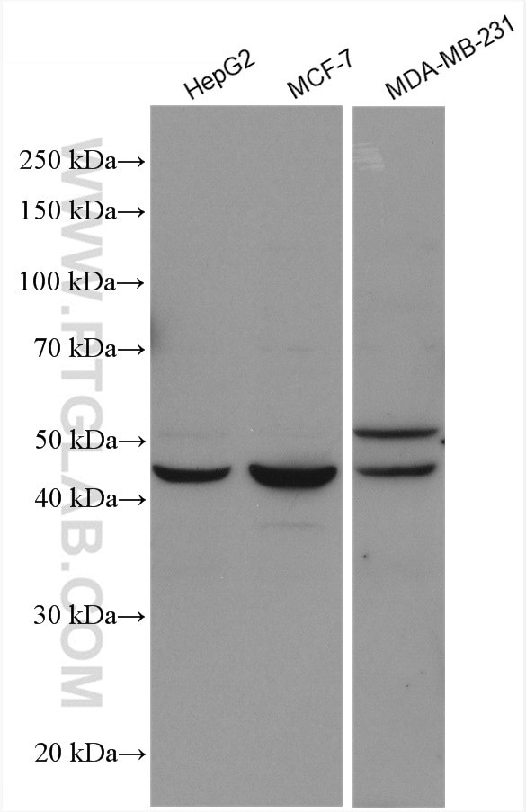 NR1H4 Antibody in Western Blot (WB)