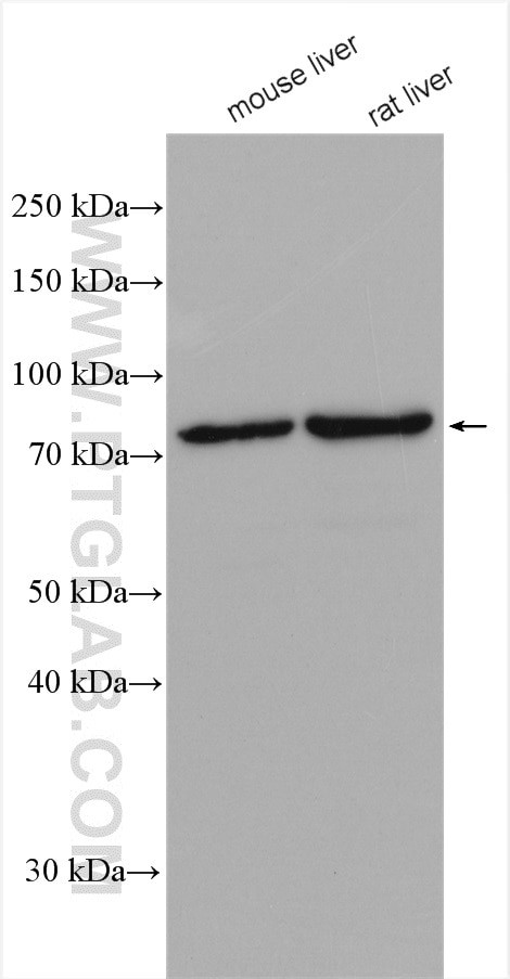 GNE Antibody in Western Blot (WB)