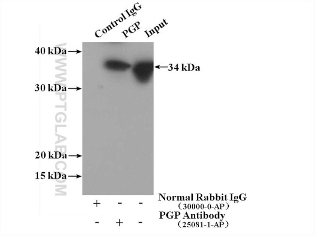 PGP Antibody in Immunoprecipitation (IP)