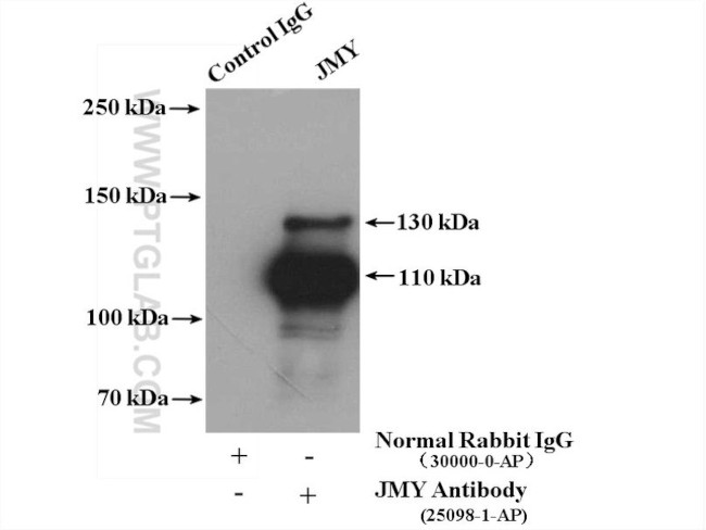 JMY Antibody in Immunoprecipitation (IP)