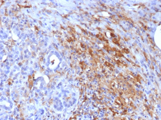 Ferritin, Light Chain Antibody in Immunohistochemistry (Paraffin) (IHC (P))