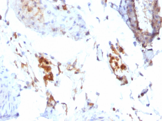 Ferritin, Light Chain Antibody in Immunohistochemistry (Paraffin) (IHC (P))