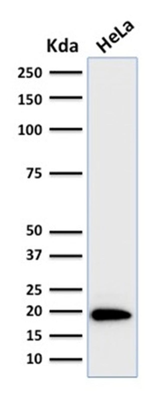 Ferritin, Light Chain Antibody in Western Blot (WB)