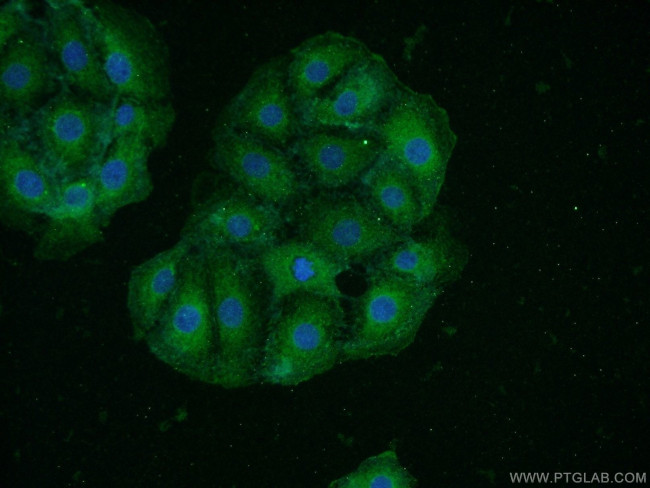 HAP1 Antibody in Immunocytochemistry (ICC/IF)