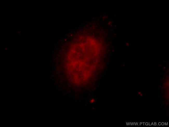 ZNF326 Antibody in Immunocytochemistry (ICC/IF)