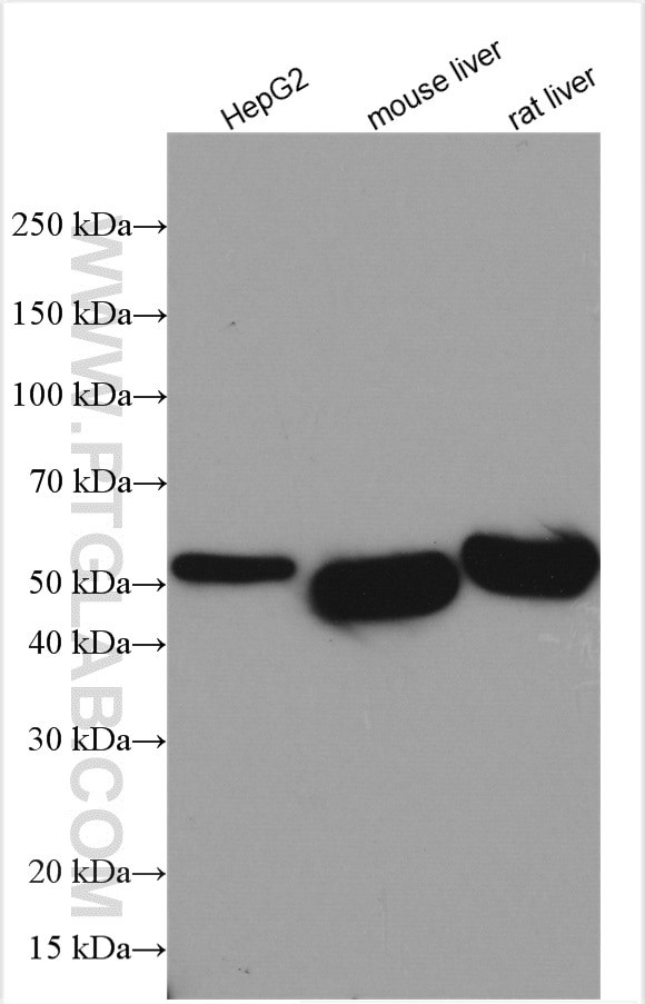 ALDH1A3 Antibody in Western Blot (WB)