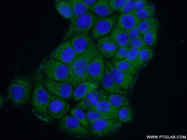 SAMD9L Antibody in Immunocytochemistry (ICC/IF)