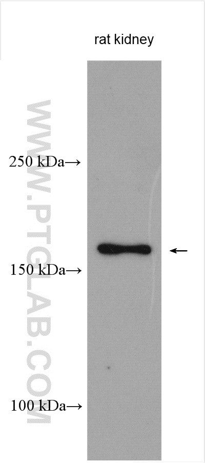 SAMD9L Antibody in Western Blot (WB)