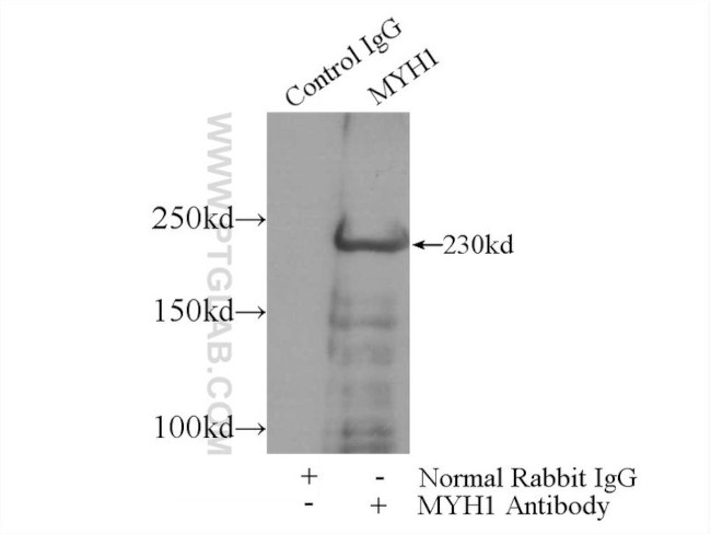 MYH1 (N-terminal) Antibody in Immunoprecipitation (IP)