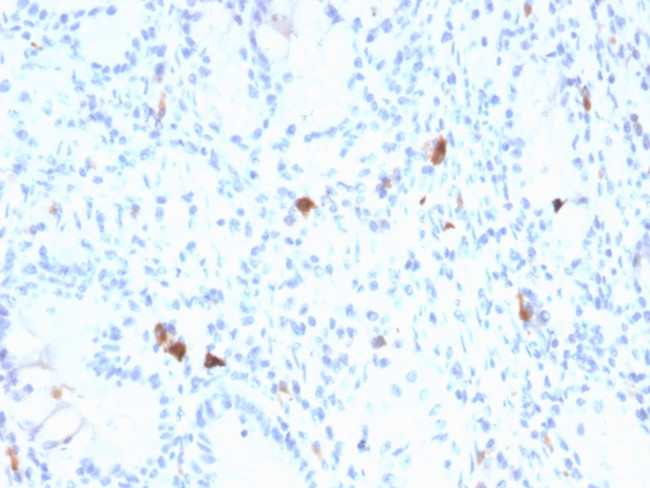 Gastrin Antibody in Immunohistochemistry (Paraffin) (IHC (P))