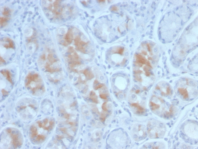 Gastrin Antibody in Immunohistochemistry (Paraffin) (IHC (P))