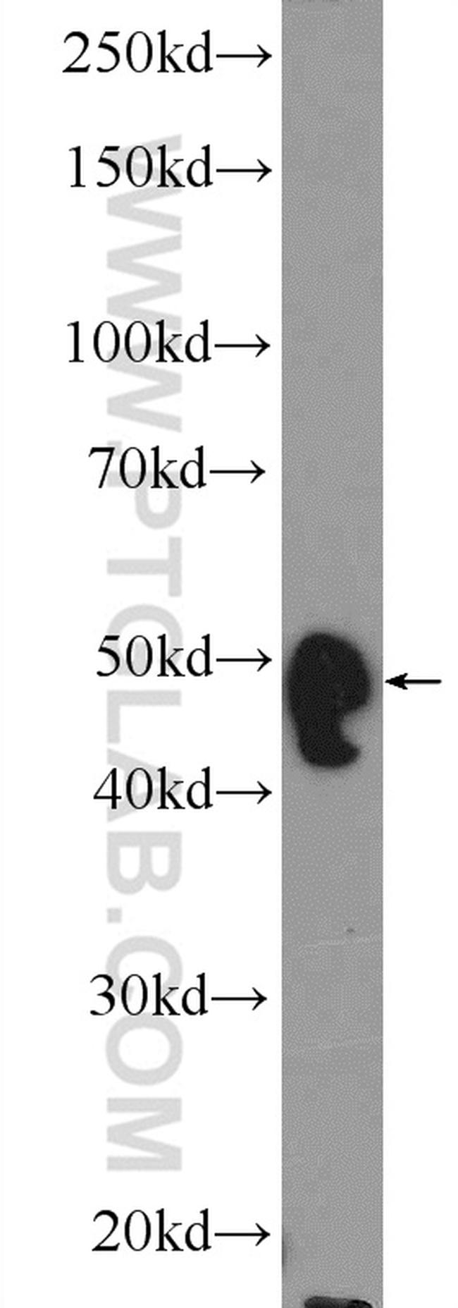 WIPI1 Antibody in Western Blot (WB)