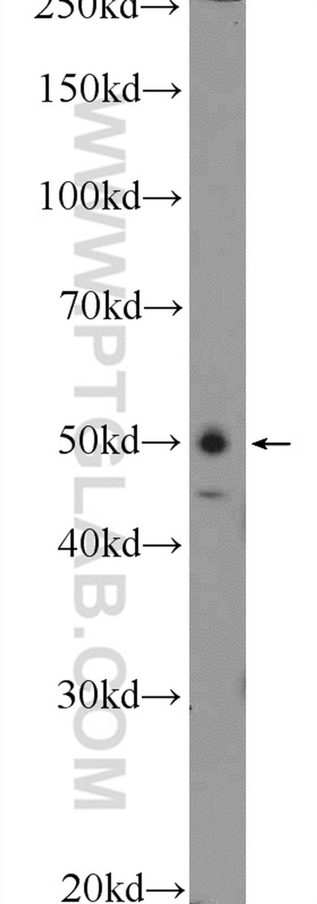 WIPI1 Antibody in Western Blot (WB)