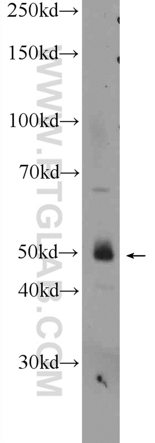 WIPI1 Antibody in Western Blot (WB)