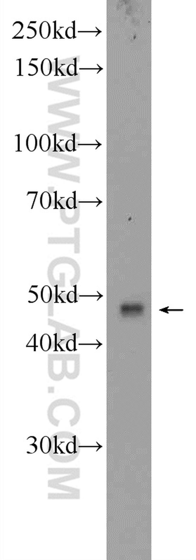 BTN3A1 Antibody in Western Blot (WB)