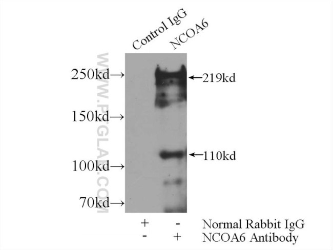 NCOA6 Antibody in Immunoprecipitation (IP)