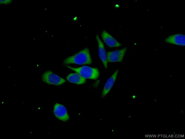 C6orf130 Antibody in Immunocytochemistry (ICC/IF)