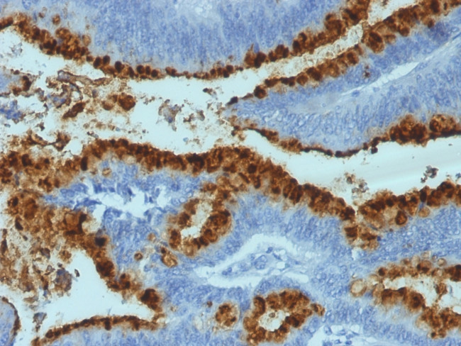 Blood Group Antigen Lewis B Antibody in Immunohistochemistry (Paraffin) (IHC (P))