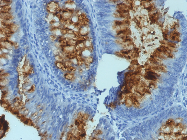 Blood Group Antigen Lewis B Antibody in Immunohistochemistry (Paraffin) (IHC (P))