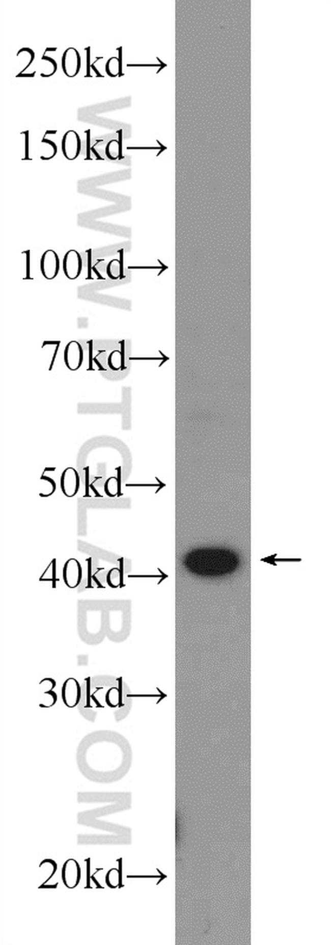 F2RL3 Antibody in Western Blot (WB)
