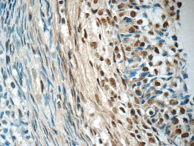 SENP1 Antibody in Immunohistochemistry (Paraffin) (IHC (P))