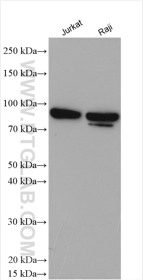 NOX5 Antibody in Western Blot (WB)