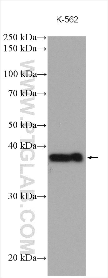 YOD1 Antibody in Western Blot (WB)